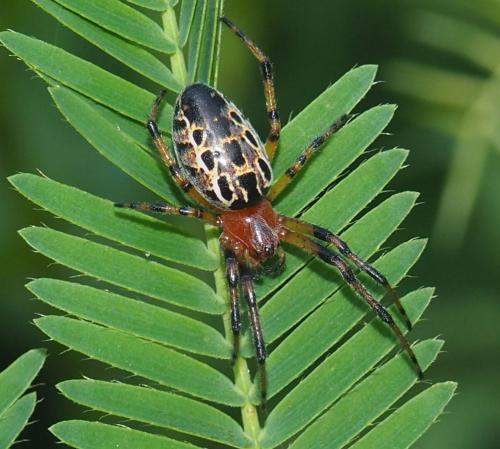Réf. 346 874 : Alpaida veniliae